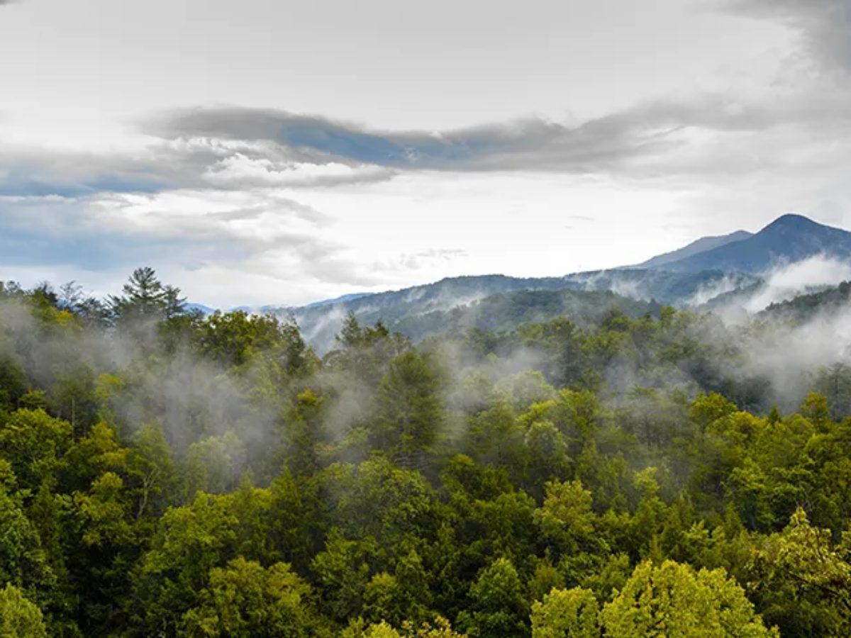 Mist rising off the forest canopy with the Smoky Mountain ridges beyond